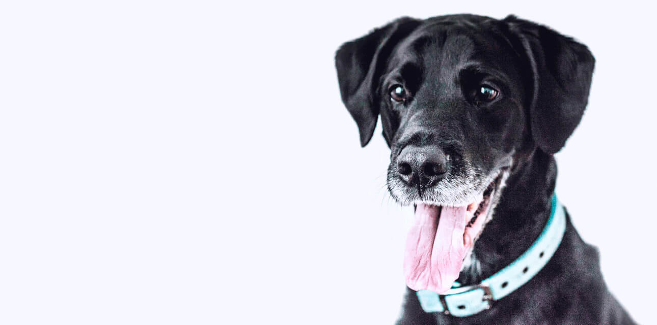 Executive Director, Brad Shear, Elected Board Chair for The Association for Animal Welfare Advancement