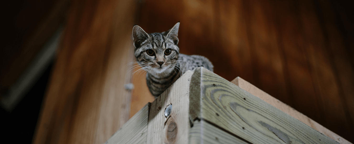 barn cat spay and neuter